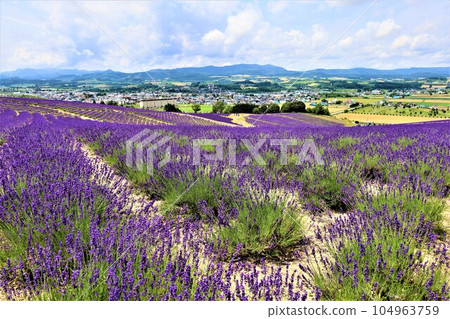 七月初的北海道，富良野，北海道夏日的天空，從日之出公園的薰衣草田望去上富良野 104963759