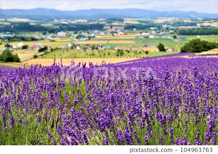 Hokkaido in early July, Furano, summer sky in Hokkaido, looking at Kamifurano from the lavender fields in Hinode Park 104963763