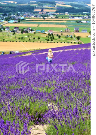 Hokkaido in early July, Furano, summer sky in Hokkaido, looking at Kamifurano from the lavender fields in Hinode Park Hokkaido in early July, Furano, summer sky in Hokkaido, looking at Kamifurano from the lavender fields in Hinode Park 104963767