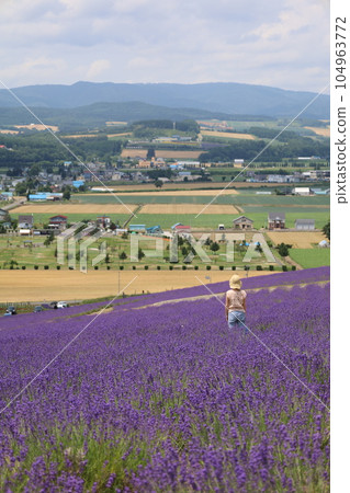 Hokkaido in early July, Furano, summer sky in Hokkaido, looking at Kamifurano from the lavender fields in Hinode Park Hokkaido in early July, Furano, summer sky in Hokkaido, looking at Kamifurano from the lavender fields in Hinode Park 104963772