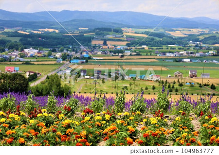 Hokkaido in early July, Furano, summer sky in Hokkaido, looking at Kamifurano from the lavender fields in Hinode Park 104963777