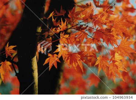 Beautiful maples of Shiraiwa Beautiful maples of Shiraiwa 104963934