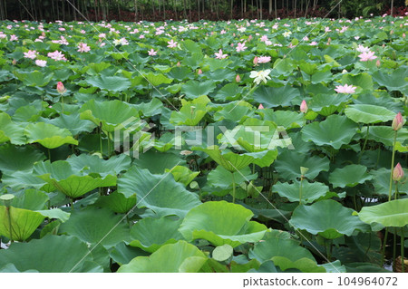 蓮花 沖繩縣東南植物園 104964072