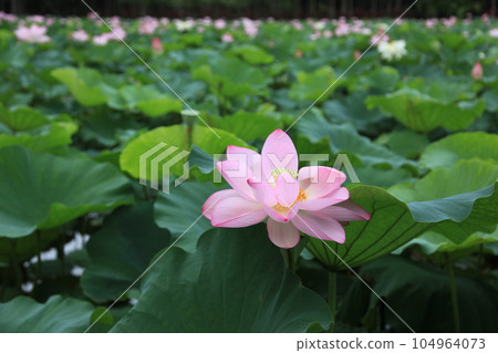 蓮花 沖繩縣東南植物園 104964073