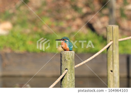 翠鳥的形狀像毛絨動物一樣可愛 翠鳥的形狀像毛絨動物一樣可愛 104964103