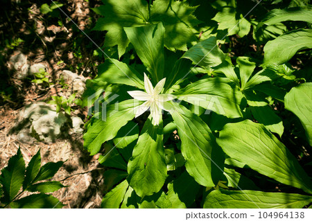 Quinogassau 104964138