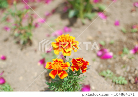 花園裡的小花 104964171