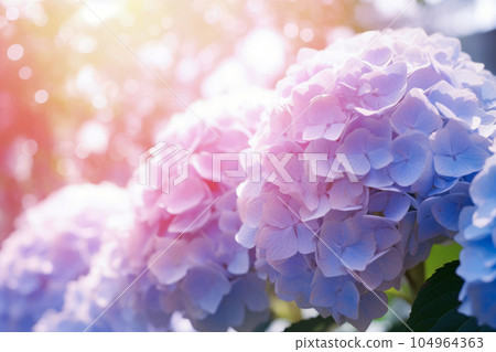 Purple hydrangea and shining sunlight 104964363