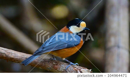 各種山雀 鳥 野生鳥類 104964471