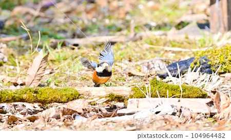 A fluttering bird A fluttering bird 104964482