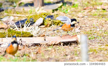 A fluttering bird 104964483