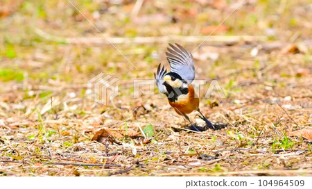 A fluttering bird A fluttering bird 104964509