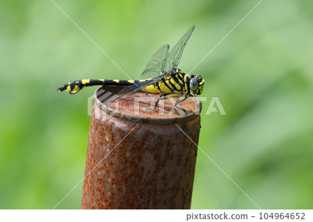 Prickly pear in an empty can 104964652