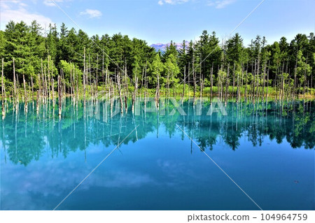 A mysterious pond nestled in the forest of Biei, Hokkaido in early July, Shirogane Blue Pond. 104964759