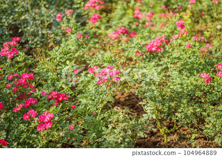 Beautiful pink roses flower in the garden Beautiful pink roses flower in the garden 104964889