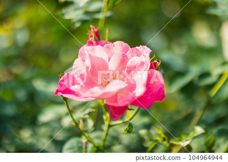 Beautiful pink roses flower in the garden Beautiful pink roses flower in the garden 104964944