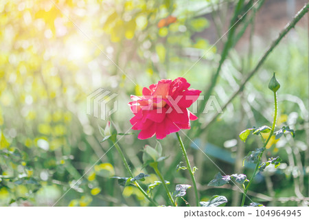 Beautiful red roses flower in the garden Beautiful red roses flower in the garden 104964945
