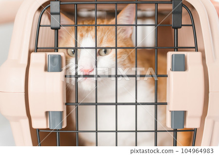 A cat playing in a carrier bag 104964983