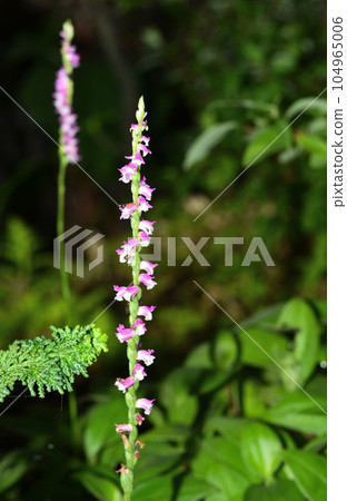 Nejibana with many flowers 104965006