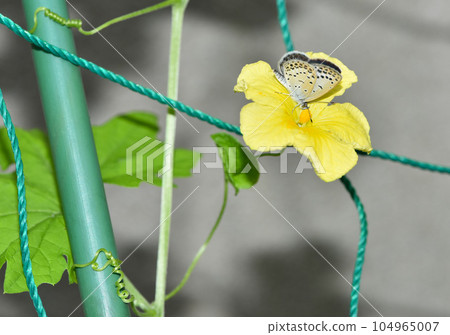 Bitter gourd flower on which Corbicula japonicus perches 104965007