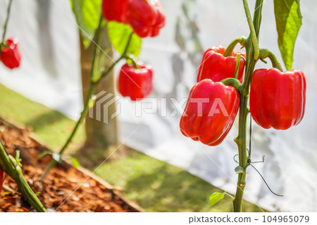 Red bell pepper plant growing in organic garden 104965079