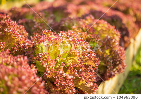 Fresh Lollo Rossa red leaves lettuce salad plant in organic farm 104965090