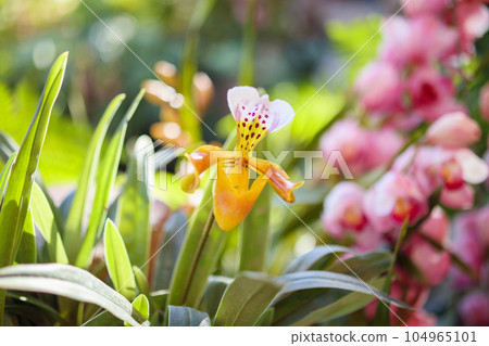 Beautiful Paphiopedilum Orchid flower blooming in garden floral background Beautiful Paphiopedilum Orchid flower blooming in garden floral background 104965101