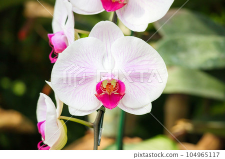 Beautiful Phalaenopsis Orchid flower blooming in garden floral background Beautiful Phalaenopsis Orchid flower blooming in garden floral background 104965117