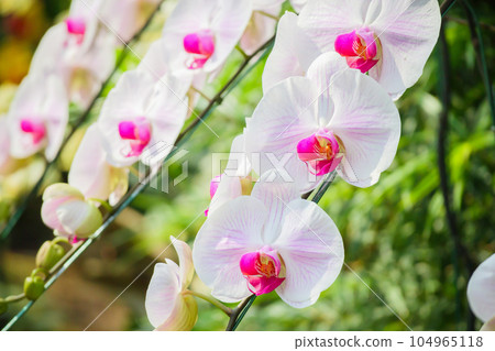 Beautiful Phalaenopsis Orchid flower blooming in garden floral background Beautiful Phalaenopsis Orchid flower blooming in garden floral background 104965118