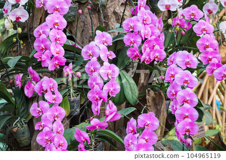Beautiful Phalaenopsis Orchid flower blooming in garden floral background Beautiful Phalaenopsis Orchid flower blooming in garden floral background 104965119