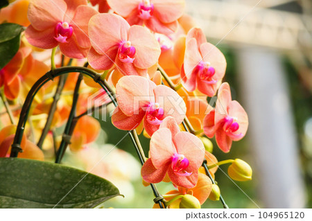 Beautiful Phalaenopsis Orchid flower blooming in garden floral background Beautiful Phalaenopsis Orchid flower blooming in garden floral background 104965120