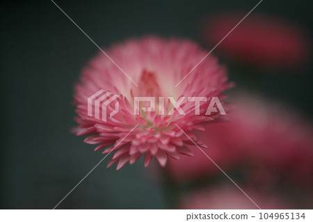 紅色花特寫鏡頭 紅色花特寫鏡頭 104965134