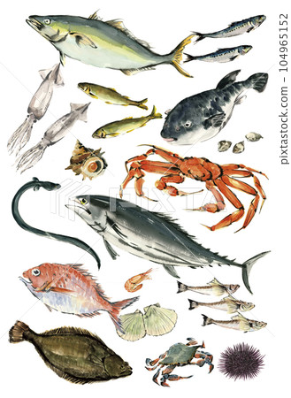 Illustrations of various seafood drawn by watercolor White back Transparent background 104965152