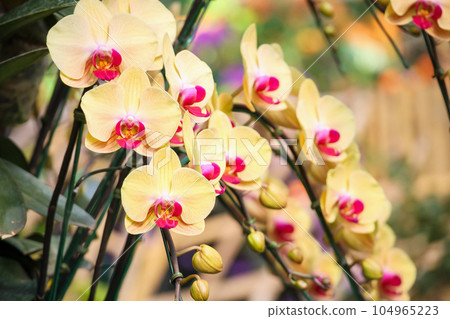 Beautiful Phalaenopsis Orchid flower blooming in garden floral background 104965223