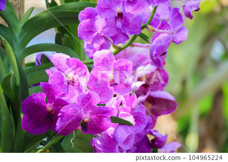Beautiful vanda orchid flower blooming in garden floral background 104965224