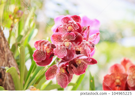 Beautiful vanda orchid flower blooming in garden floral background 104965225
