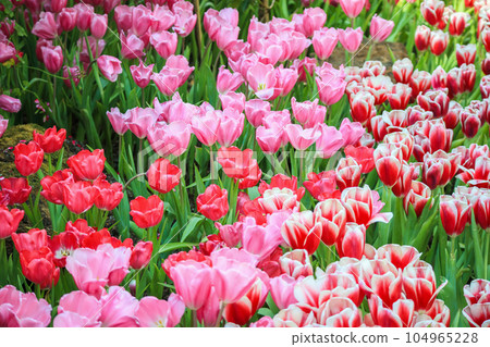 Fresh colorful tulips flower bloom in the garden 104965228