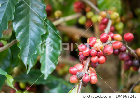 Fresh coffee beans on tree branches 104965243