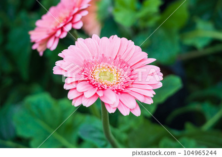 Pink gerbera flowers in the garden 104965244