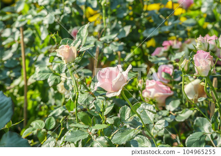 Beautiful colorful pink roses flower in the garden 104965255