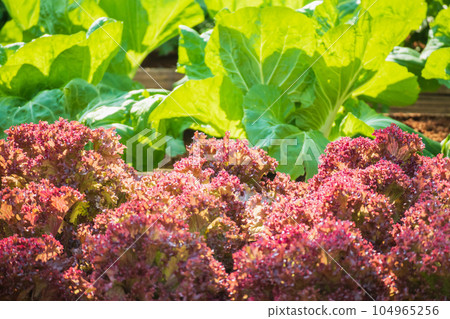 Fresh Lollo Rossa red leaves lettuce salad plant in organic farm 104965256