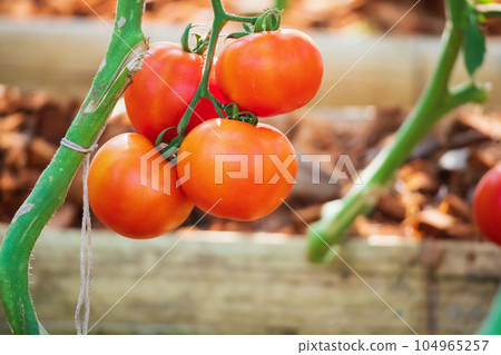 Fresh red ripe tomatoes hanging on the vine plant growing in organic garden Fresh red ripe tomatoes hanging on the vine plant growing in organic garden 104965257