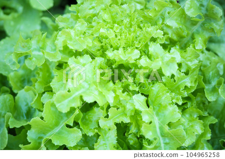 Fresh green Lettuce salad leaves background Fresh green Lettuce salad leaves background 104965258