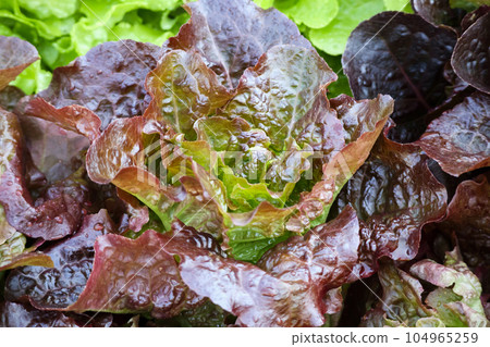 Fresh red Lettuce salad leaves background Fresh red Lettuce salad leaves background 104965259