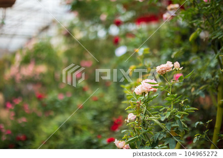 Beautiful colorful pink roses flower in the garden Beautiful colorful pink roses flower in the garden 104965272