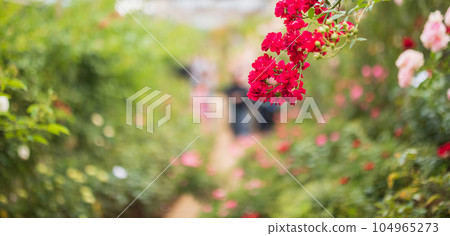 Beautiful red roses flower in the garden Beautiful red roses flower in the garden 104965273