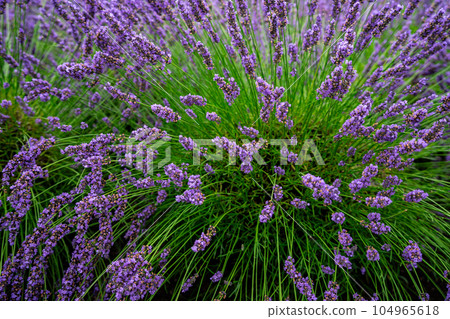 盛開的薰衣草田 104965618