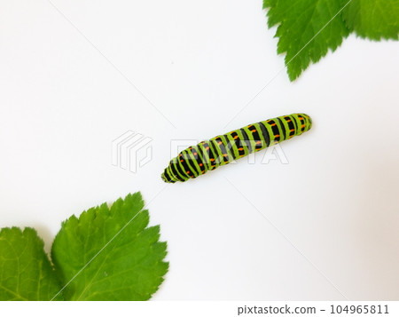 Swallowtail butterfly Swallowtail butterfly Swallowtail butterfly butterfly larvae Swallowtail butterfly Swallowtail butterfly Swallowtail butterfly butterfly larvae 104965811
