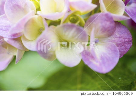 Hydrangea Hydrangea 104965869