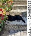 A black cat is laying down on the ground with tulip flower 104965912